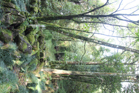 Raindrops on the rocks in the rainforest of La Palma