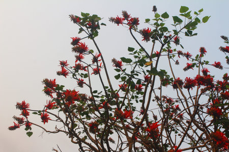 Butea monosperma is a species of flowering plant in the genus Bombax ceiba.