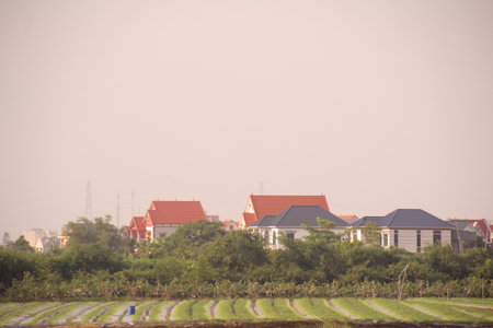 Rows of vegetable garden on the hill,vintage style.の写真素材