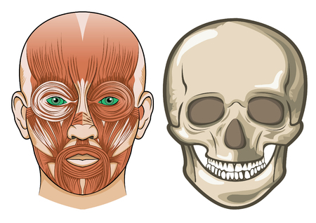 Human facial anatomy and skullのイラスト素材