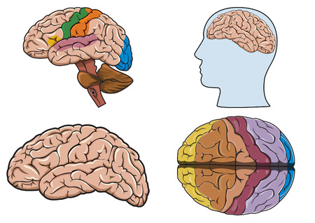 Diagram of a human brainのイラスト素材