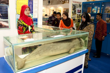 KUALA LUMPUR - NOVEMBER 30 : An endangered Mekong River Irrawaddy dolphin is on display during Malaysian Agriculture, Horticulture and Agrotourism Show (MAHA) on November 30, 2010 in Kuala Lumpur, Malaysia.のeditorial素材