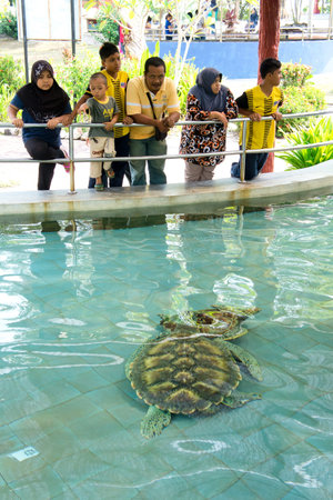 PASIR PANJANG-Jul 1:Tourist admiring the Green and Olive Ridley Turtle at the Segari Turtle Sanctuary on July 1, 2012 in Pasir Panjang, Malaysia.Malaysia goverment is in support of turtle conservationのeditorial素材
