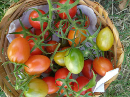 Fresh tomatoes harvested in my personal home gardenのeditorial素材