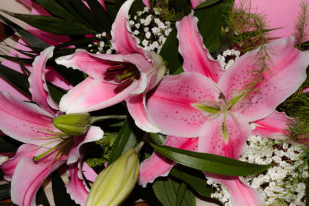 Three pink lily with green leaves on motherの写真素材