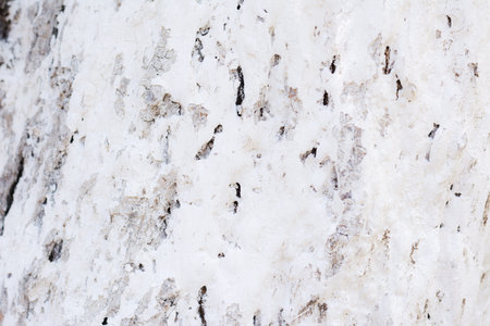 The bark of the white color in sunny weather