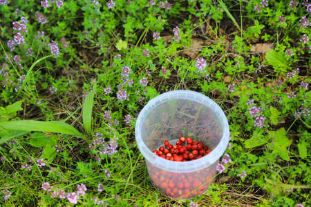 Wild strawberries in plastic bowl on a green herb backgroundの写真素材