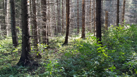 Landscape of beautiful spruce forest