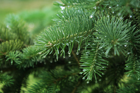 close-up of pine branch with raindrops