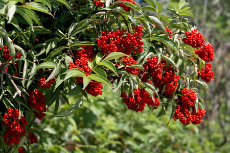 bush with clusters of red berries - elderberriesの写真素材
