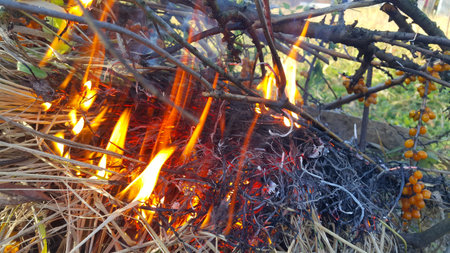 Bonfire or fire, burning branches of a tree and dry grass, close-upの写真素材