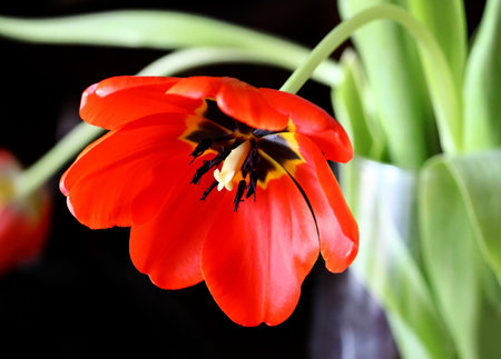closeup of beautiful red tulip on blackの写真素材