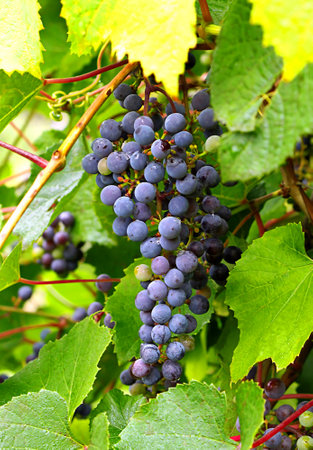 growing grape clusters on the branchesの写真素材