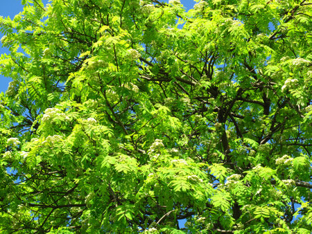 fresh green branches of blossoming mountain ashの写真素材