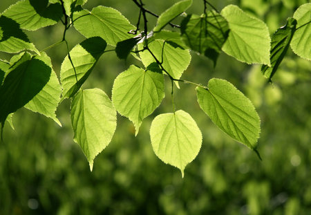 Fresh green leaves of linden tree glowing in sunlightの写真素材