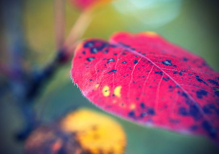 Beautiful bright autumn leaf of wild pear