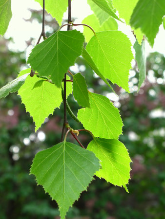 branch of a spring birch tree with green foliageの写真素材