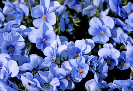 closeup of beautiful violet flowersの写真素材