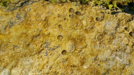 Exposed seabed at low tide, close-up natural background