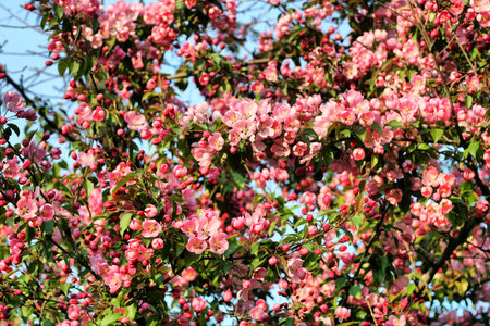 blossoming tree with pink beautiful flowers