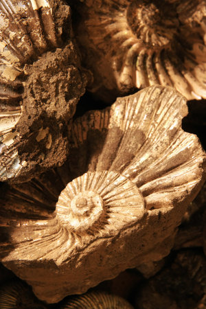 closeup of fossilized ammonites