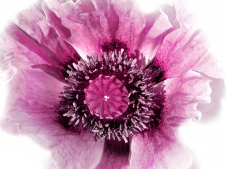 pink poppy flower on a white backgroundの写真素材