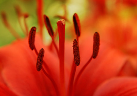 closeup of beautiful red lily flowerの写真素材