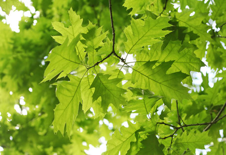 beautiful spring leaves of maple treeの写真素材