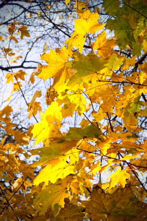 bright yellow leaves of autumn mapleの写真素材