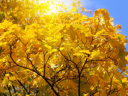 Autumn foliage of maple and sunlightの写真素材