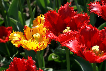 closeup of beautiful tulipsの写真素材