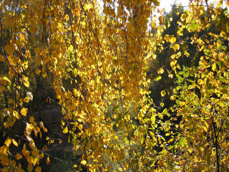 Beautiful autumn leaves of birch tree, close-upの写真素材
