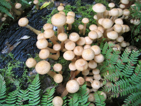 Eatable mushrooms, honey agarics, growing  in forestの写真素材