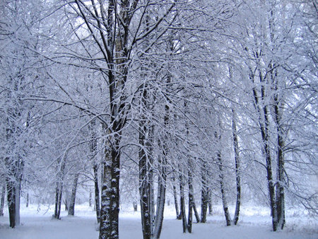 Trees covered in snow in park, winter landscapeの写真素材