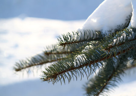 branch of pine under a snowの写真素材