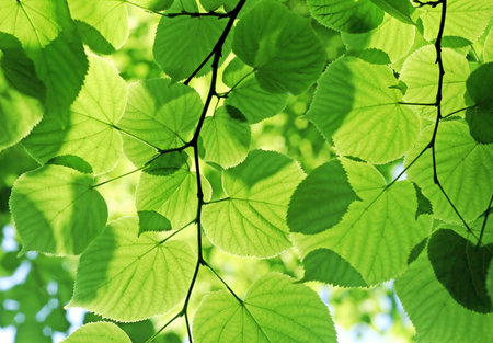 fresh green leaves glowing in sunlightの写真素材