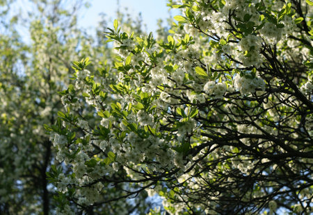 branches of a blossoming tree with white flowersの写真素材