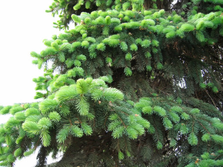 Close-up of pine branches with young runawaysの写真素材