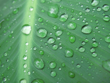 Macro of green leaf with water dropsの写真素材