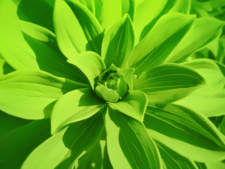 Close-up of green plant with a bud in the centerの写真素材
