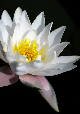 beautiful blooming white water lily (lotus) on blackの写真素材