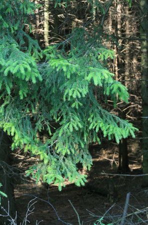 coniferous tree in a dense summer woodの写真素材