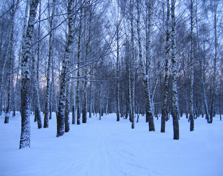 Beautiful birch trees in a winter parkの写真素材