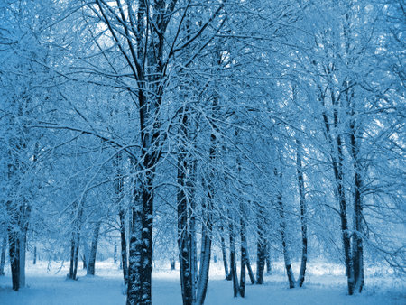Trees covered in snow in park, winter landscapeの写真素材