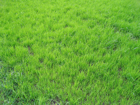 Fresh green grass lawn backgroundの写真素材