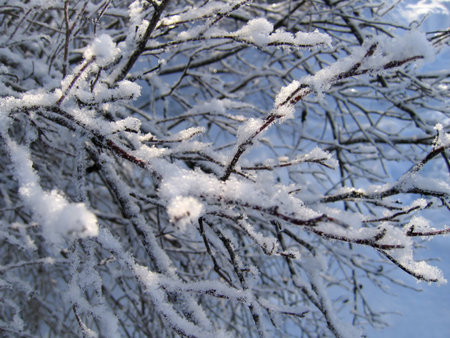 winter bush under a snowの写真素材