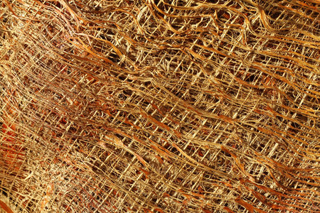 Palm tree bark close-up texture
