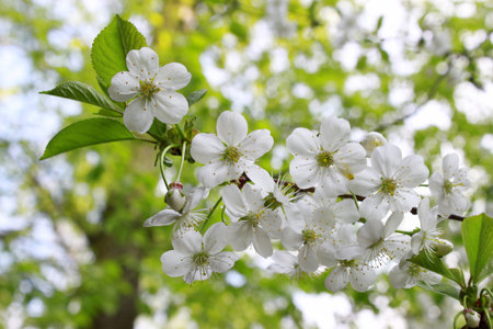 branch of blossoming tree with white flowers