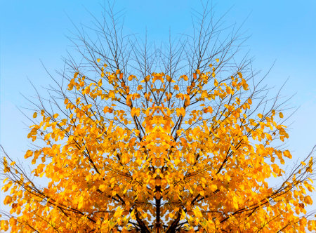 Bright yellow abstract autumn tree on sky backgroundの写真素材