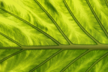 Macro of  green leaf tropical plantの写真素材